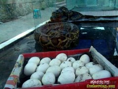 蟒蛇蛋图片