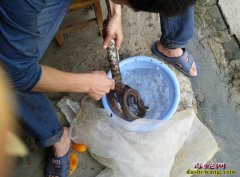 图解蛇肉做法