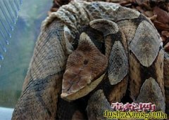 五步蛇为什么叫五步蛇?