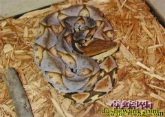 五步蛇人工养殖技术指南