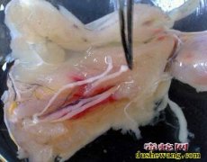 蛇肉里的寄生虫图片