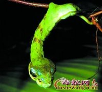 毛毛虫逼真伪装毒蛇