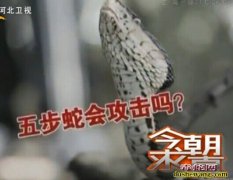 外出遇到毒蛇只能后退不能转身 是真的...