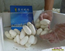 上海哪里有蛇蛋卖