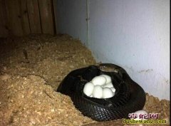 广西哪里有蛇蛋卖