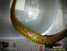 福建福州哪里有蛇卖
