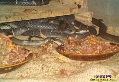山东济南哪里有蛇卖