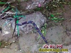 男子上山抓野味 遭遇极濒危的中国第一...