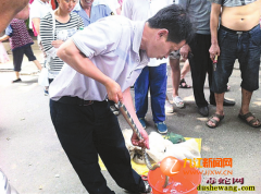 当街活杀毒蛇泡酒 “恐怖补酒”让人生...