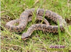 青岛一人采茶被毒蛇咬伤 医院支招如何...