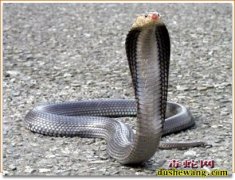 眼镜蛇图片大全
