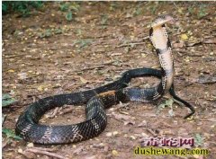 眼镜王蛇养殖
