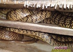 水律蛇价格