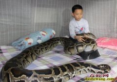 蟒蛇吃人