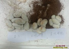 水律蛇蛋价格行情