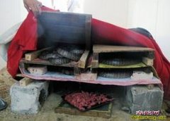水律蛇好养吗