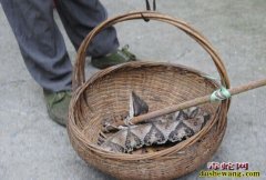 五步蛇泡酒