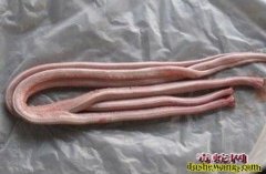 蛇肉批发