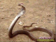过山峰蛇图片