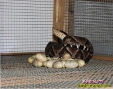 蛇蛋多久能孵出来