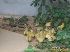 大王蛇的养殖