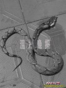 20岁协警一掌拍死一条毒蛇