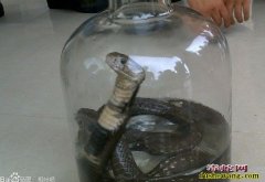 眼镜王蛇泡酒