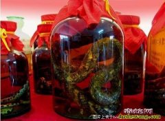 五步蛇酒能喝吗？