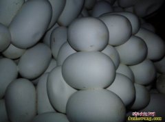 水律蛇孵化