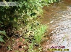 传成都一公园被放生千斤毒蛇 回应称是...