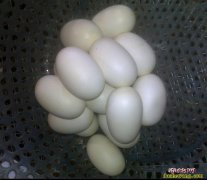 大王蛇生活习惯