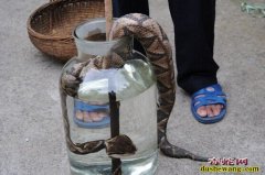 五步蛇酒价格