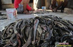 本草纲目里有吃蛇肉治疗银屑病的偏方吗...