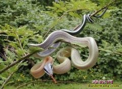 红色菜花蛇