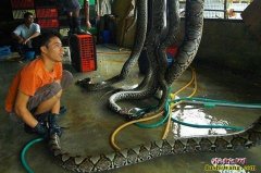 惊呆了！杀蟒蛇图片！蟒蛇屠宰场！