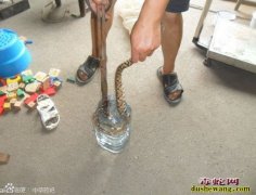 五步蛇药酒 蕲蛇药酒