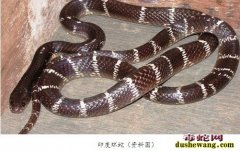 印度男子家中遇毒蛇 “先下口为强”将...