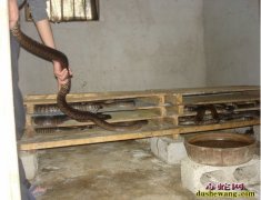 山东养蛇场2【欢迎山东优秀的养蛇场入...