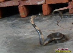 江苏养蛇场2【欢迎江苏优秀的养蛇场入...