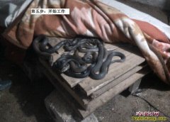 广东养蛇场1【欢迎广东优秀的养蛇场入...