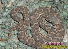 安徽有哪些毒蛇和无毒蛇