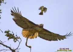 眼镜王蛇天敌