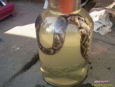 五步蛇酒有什么用途