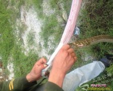 蛇肉可以治疗甲状腺吗 甲状腺癌术后蛇...