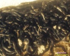 怎么让幼蛇开口吃食