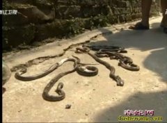 150条毒蛇“越狱” 毒蛇系中华眼镜...
