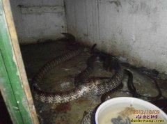 水律蛇感冒怎么治疗
