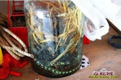 蛇酒的功效与作用及制作方法
