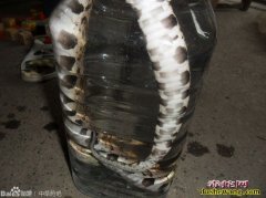蛇酒的功效和历史
