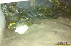 养殖无毒蛇